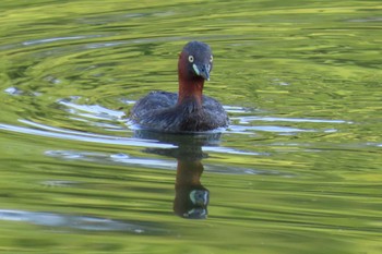 カイツブリ 都立浮間公園 2023年7月17日(月)