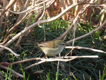 Japanese Bush Warbler 徳島中央公園 Sat, 2/4/2023