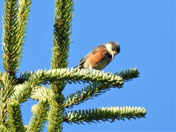 Sat, 7/29/2023 Birding report at Saitama Prefecture Forest Park