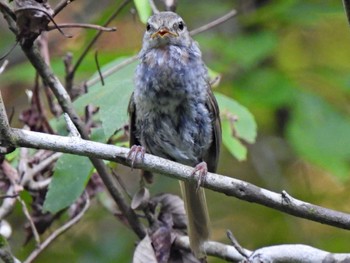 Japanese Bush Warbler 日本ラインうぬまの森 Sat, 7/29/2023