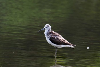 アオアシシギ 葛西臨海公園 2018年8月12日(日)