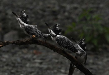 Crested Kingfisher Unknown Spots Unknown Date