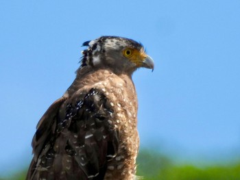 Crested Serpent Eagle Ishigaki Island Fri, 7/21/2023