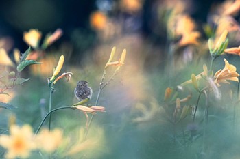 Amur Stonechat Unknown Spots Sat, 7/15/2023