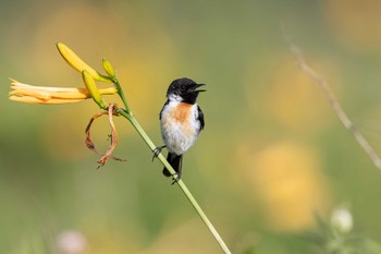 Amur Stonechat Unknown Spots Sat, 7/15/2023