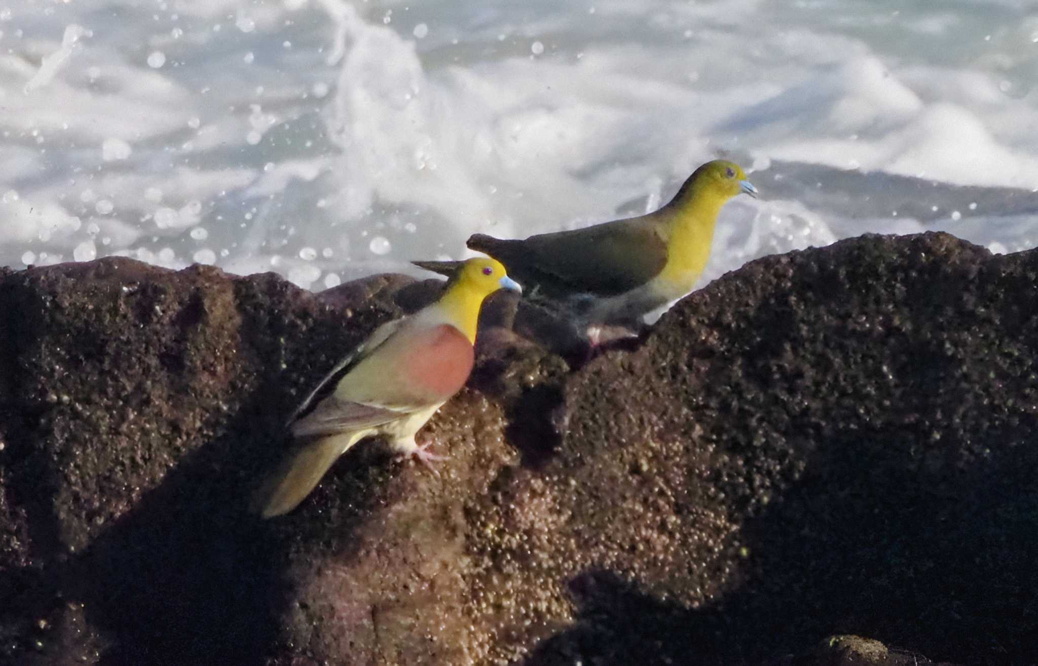 大磯照ヶ崎海岸 アオバトの写真 by 鳥を求めてどこまでも〜💓