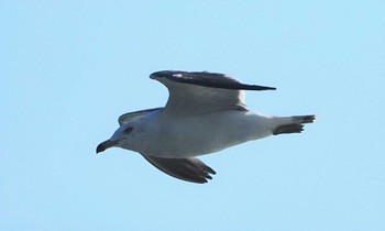 ウミネコ 大磯照ヶ崎海岸 2023年7月29日(土)