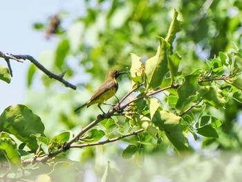 キバラタイヨウチョウ ケーン・クラチャン国立公園 2023年7月1日(土)