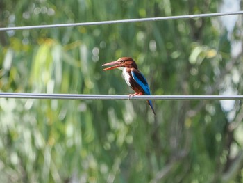 White-throated Kingfisher Kaeng Krachan National Park Sat, 7/1/2023