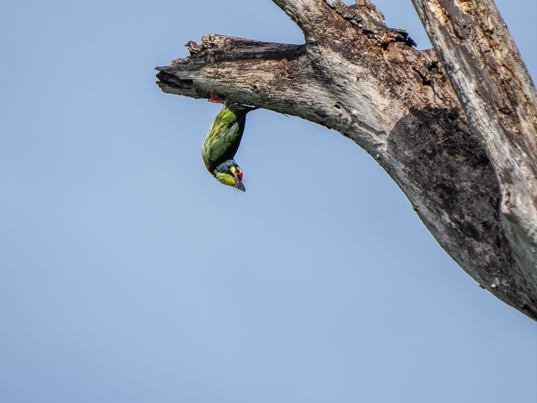 Coppersmith Barbet