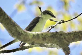 サンショウクイ 妙高高原 2023年5月5日(金)