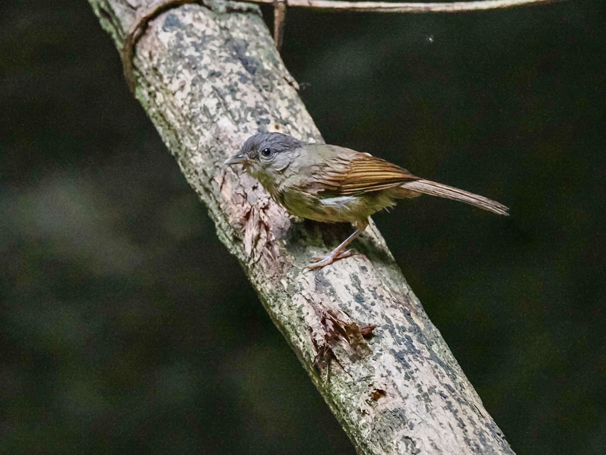 Brown-cheeked Fulvetta