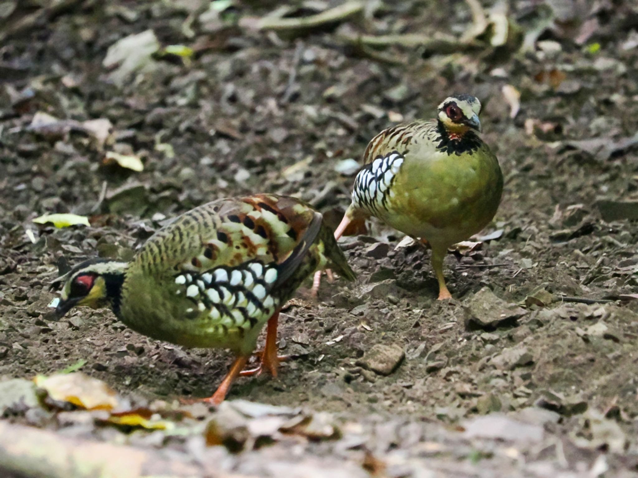 Bar-backed Partridge