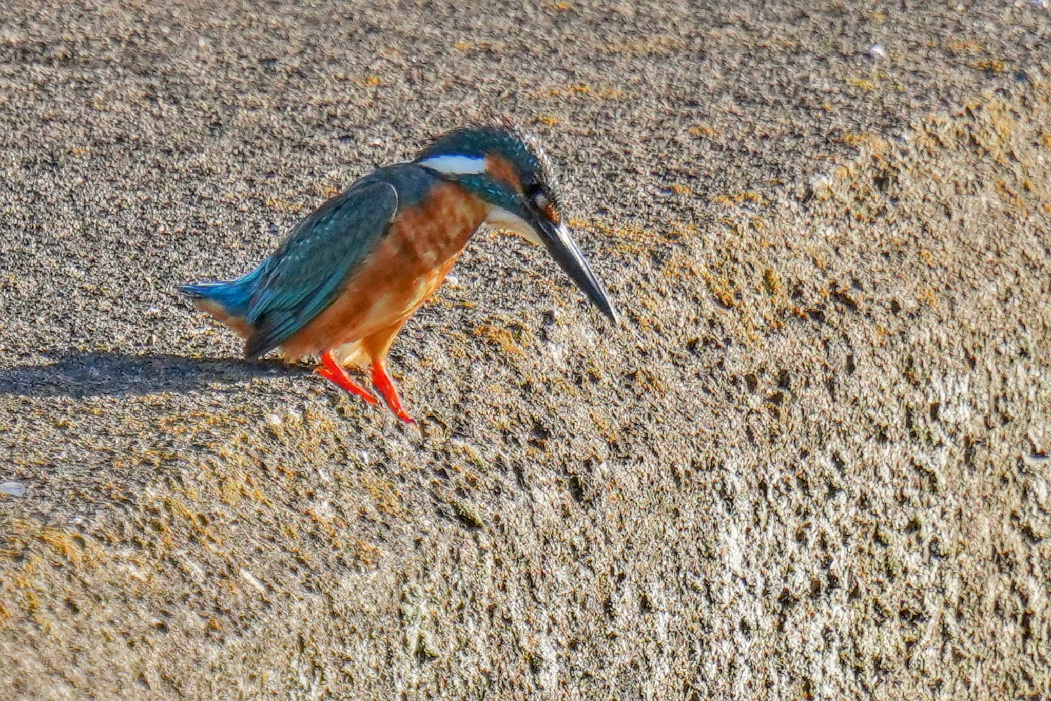 Common Kingfisher