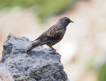 Alpine Accentor 乗鞍岳 Fri, 7/28/2023