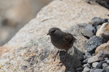 Alpine Accentor 乗鞍岳 Fri, 7/28/2023