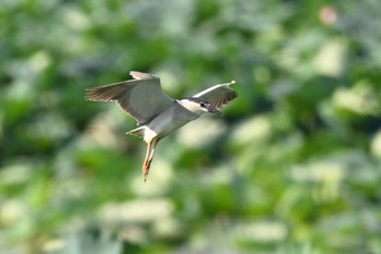 Black-crowned Night Heron 城沼 Sat, 7/29/2023