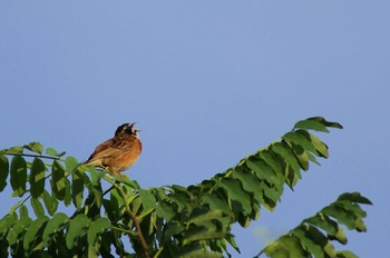 2018年8月18日(土) 坂戸ビオトープの野鳥観察記録