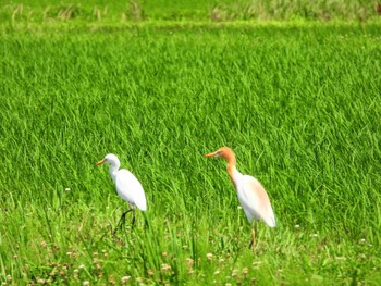 アマサギ 場所が不明 2023年6月16日(金)