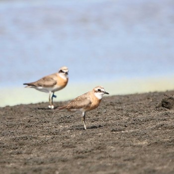 Siberian Sand Plover Sambanze Tideland Wed, 8/15/2018