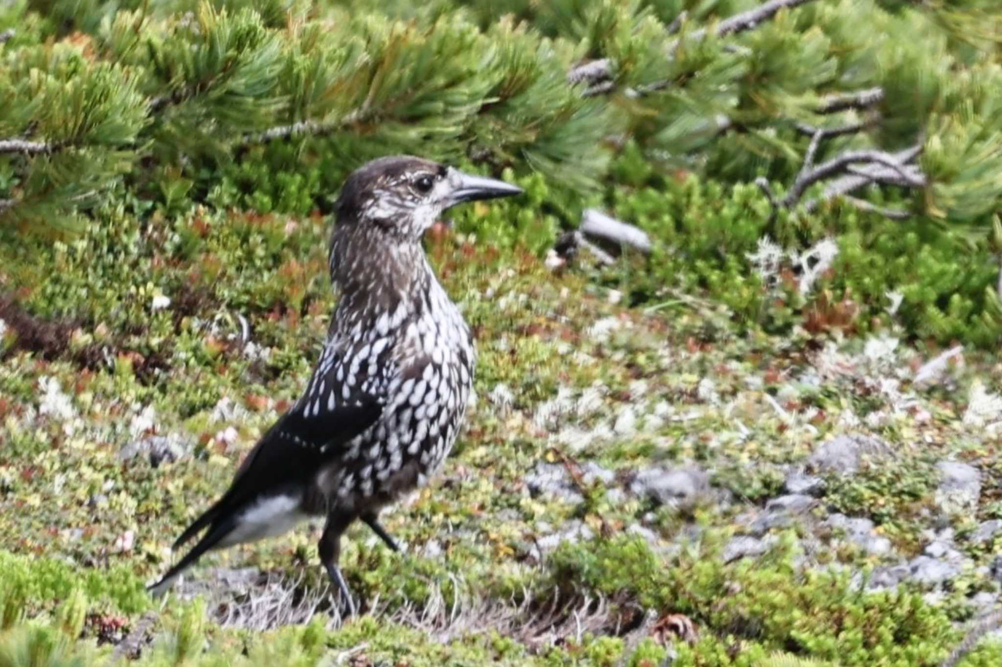 Spotted Nutcracker