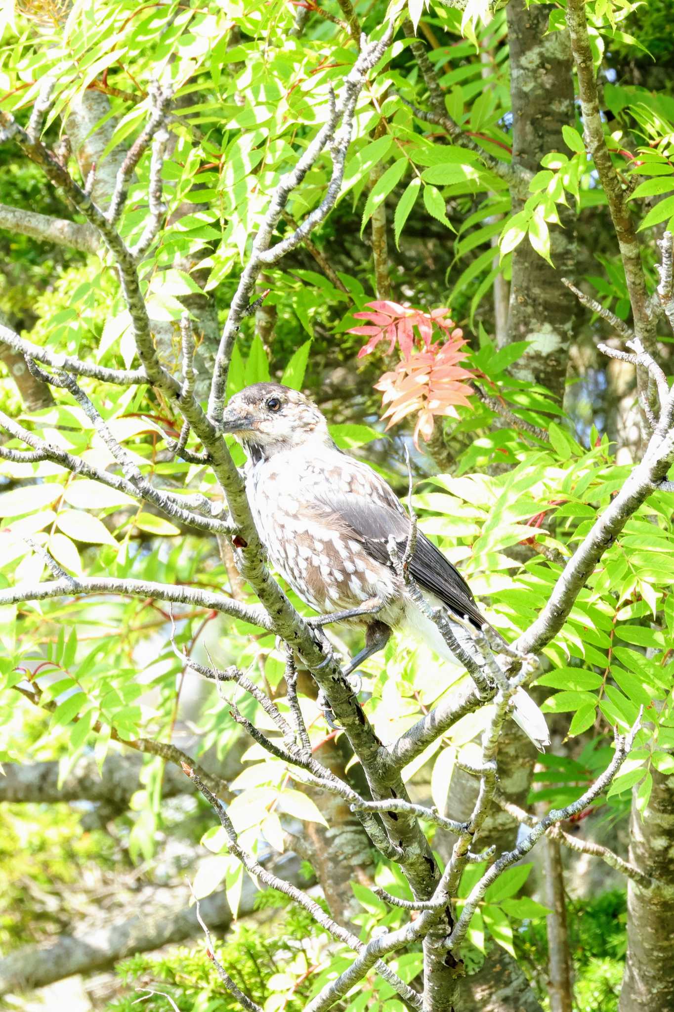 御嶽山 ホシガラスの写真 by トビトチヌ