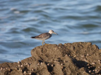 Sat, 7/29/2023 Birding report at Terugasaki Beach