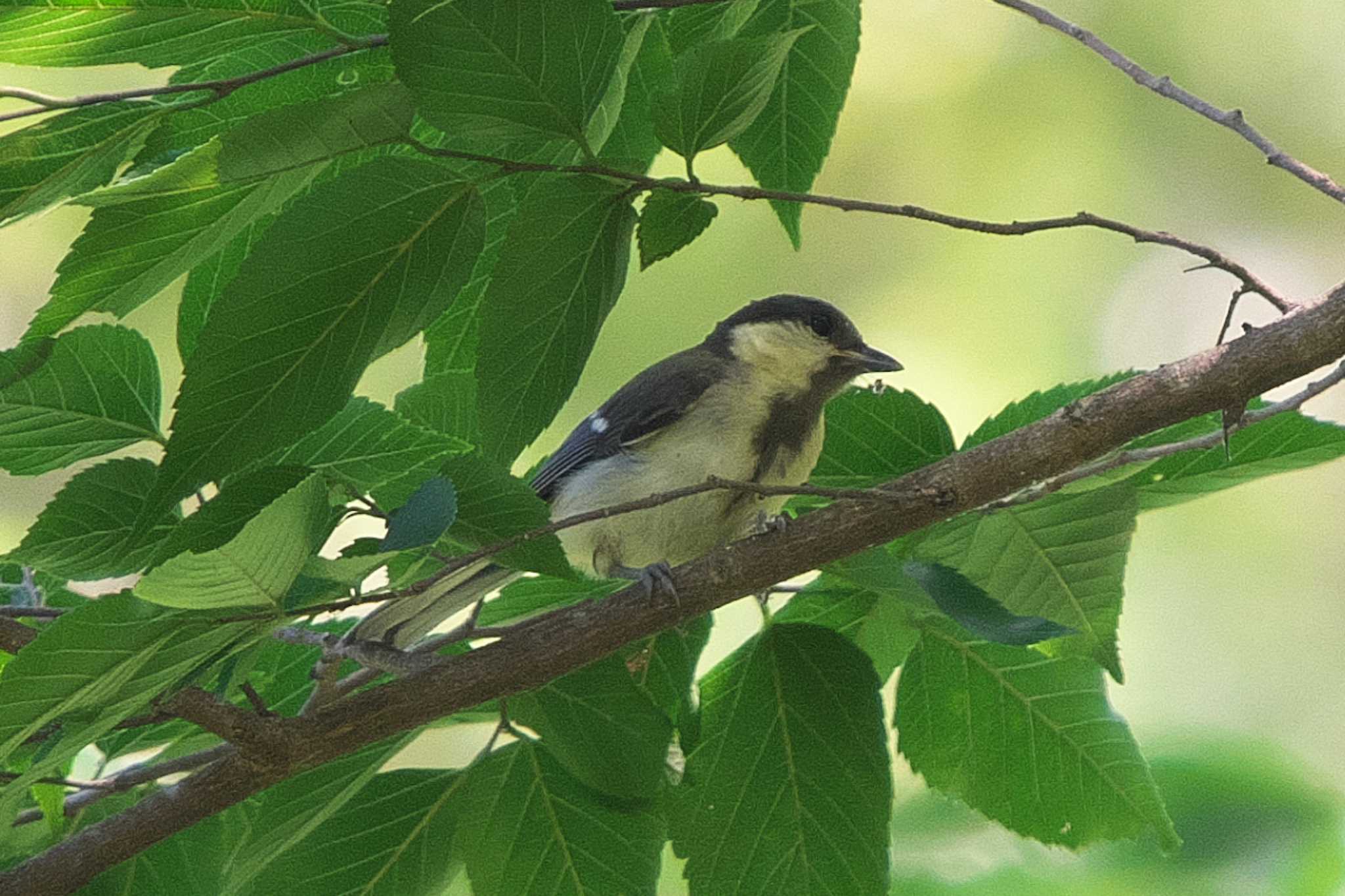 シジュウカラ