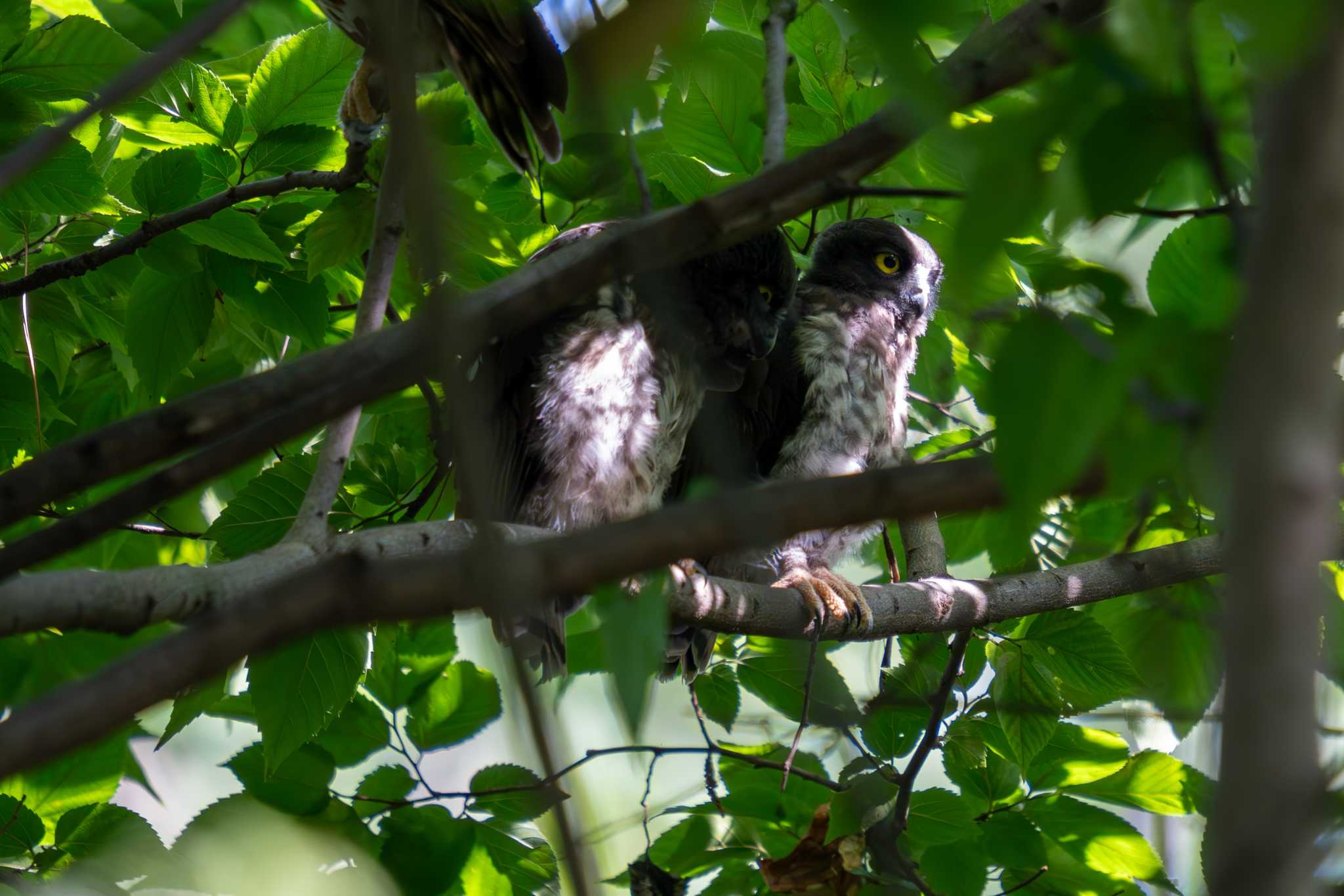 京都御苑 アオバズクの写真 by chez 