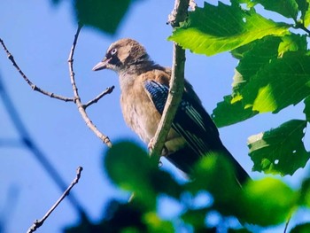 2023年7月29日(土) 戦場ヶ原の野鳥観察記録