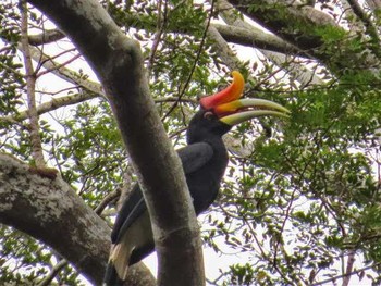 Rhinoceros Hornbill