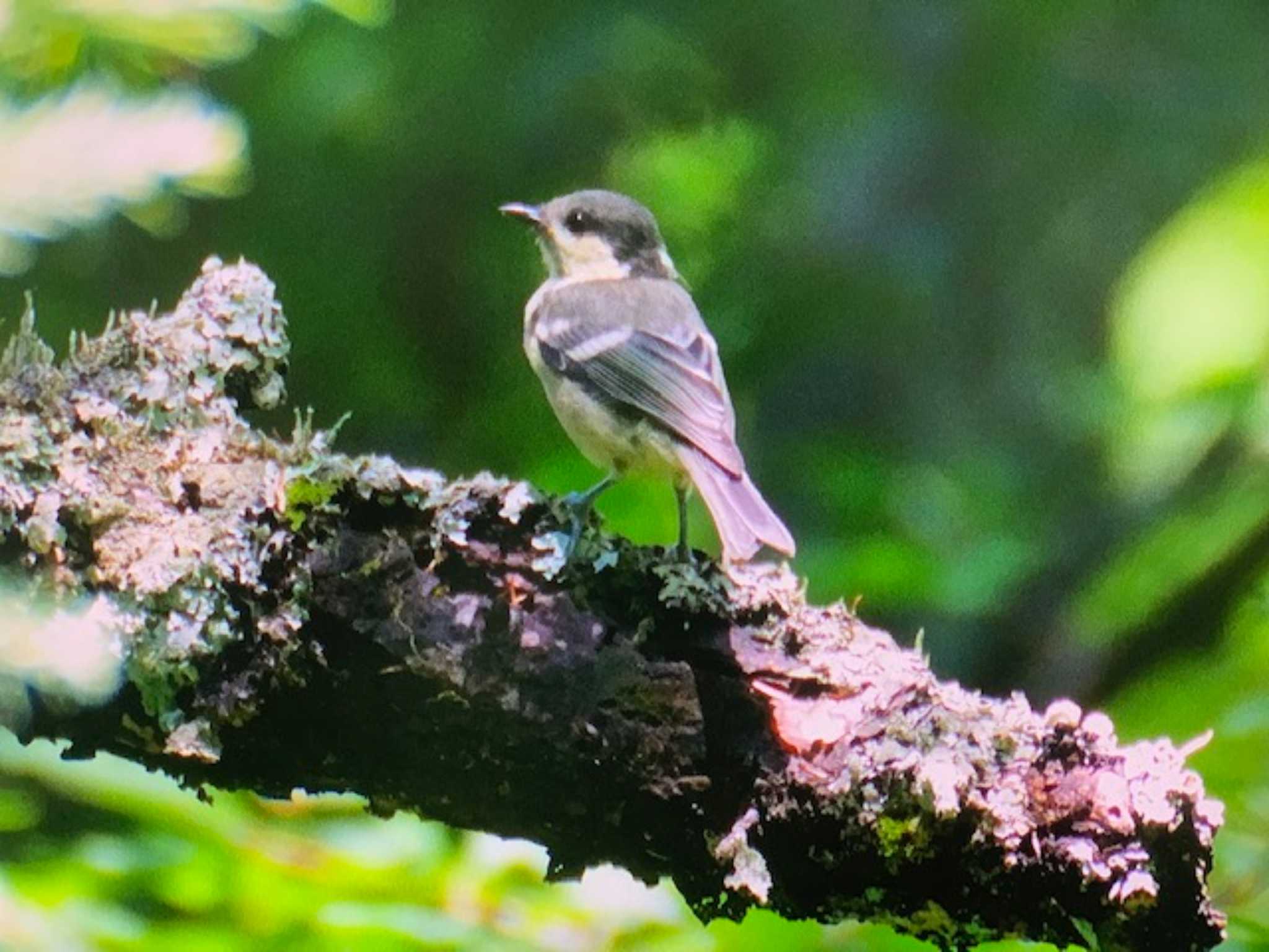 シジュウカラ