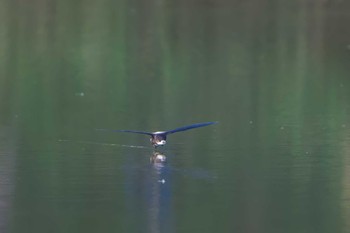 White-throated Needletail ひるがの高原(蛭ヶ野高原) Sat, 7/22/2023