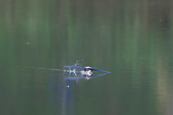 ハリオアマツバメ ひるがの高原(蛭ヶ野高原) 2023年7月22日(土)