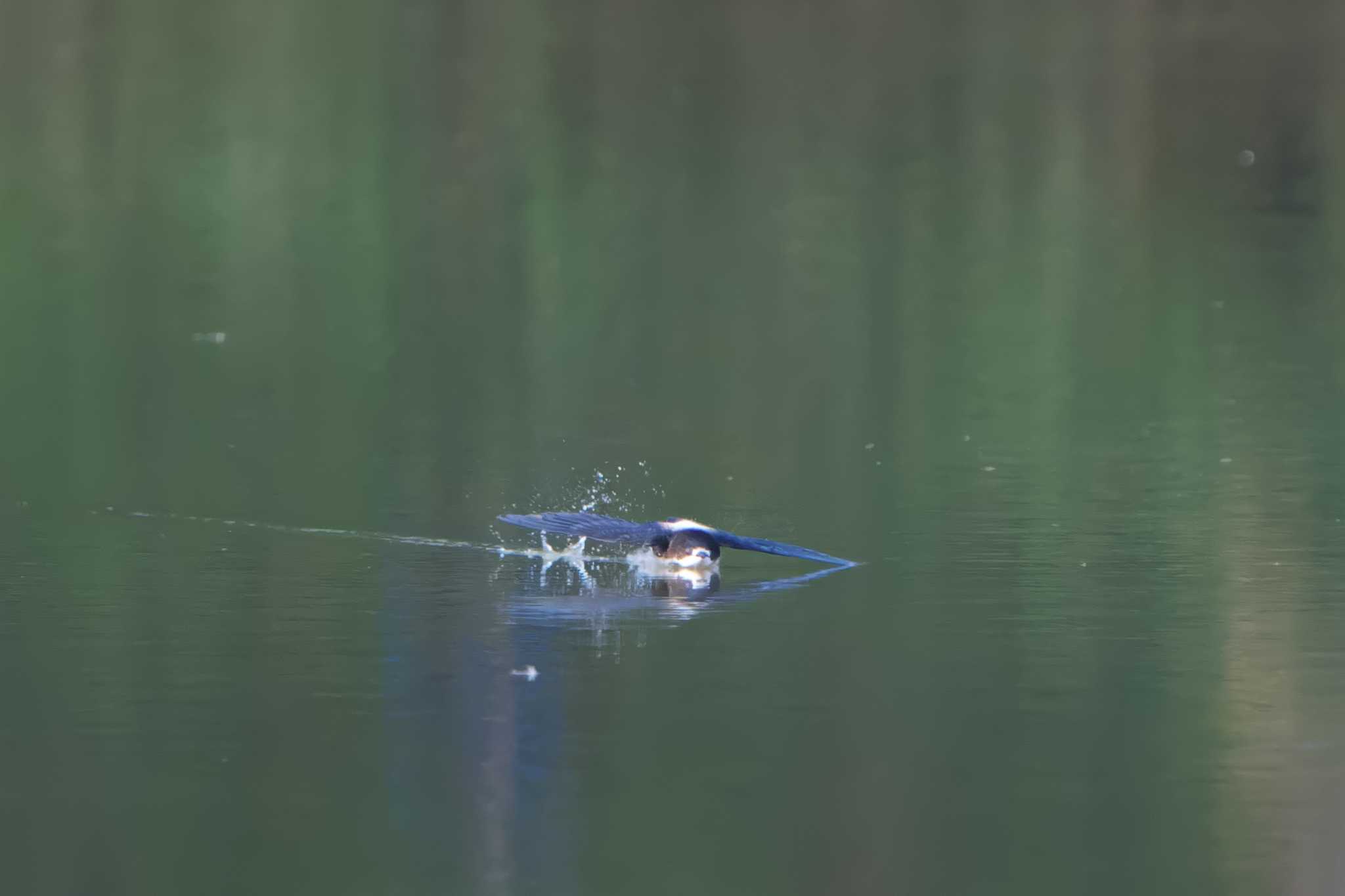 ひるがの高原(蛭ヶ野高原) ハリオアマツバメの写真 by 禽好き