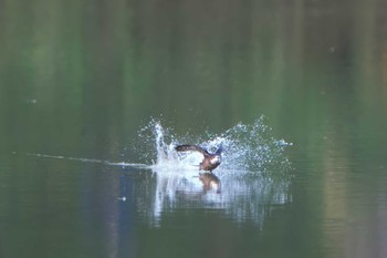 White-throated Needletail ひるがの高原(蛭ヶ野高原) Sat, 7/22/2023