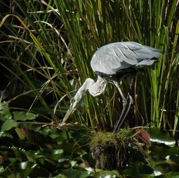 Grey Heron 善福寺公園 Sun, 7/30/2023