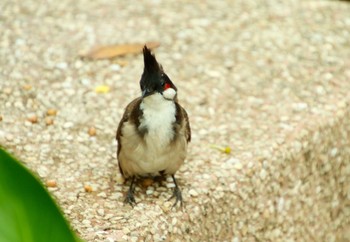 Red-whiskered Bulbul 九龍公園 Mon, 8/13/2018