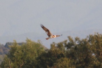 2018年8月10日(金) 和歌山市紀の川の野鳥観察記録