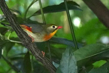 Sat, 7/29/2023 Birding report at 東京都立桜ヶ丘公園(聖蹟桜ヶ丘)