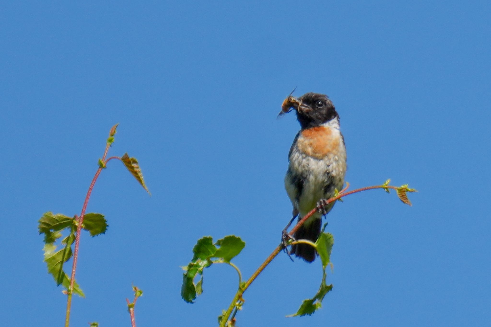 Amur Stonechat