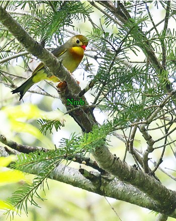 ソウシチョウ 場所が不明 撮影日未設定