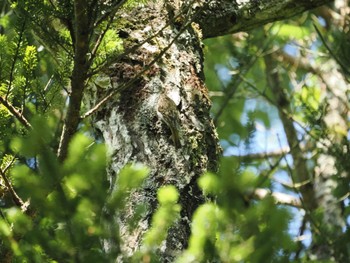 2023年7月30日(日) 柳沢峠の野鳥観察記録