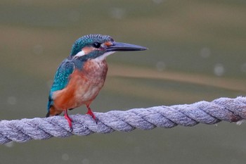 Sun, 7/30/2023 Birding report at 竹山池