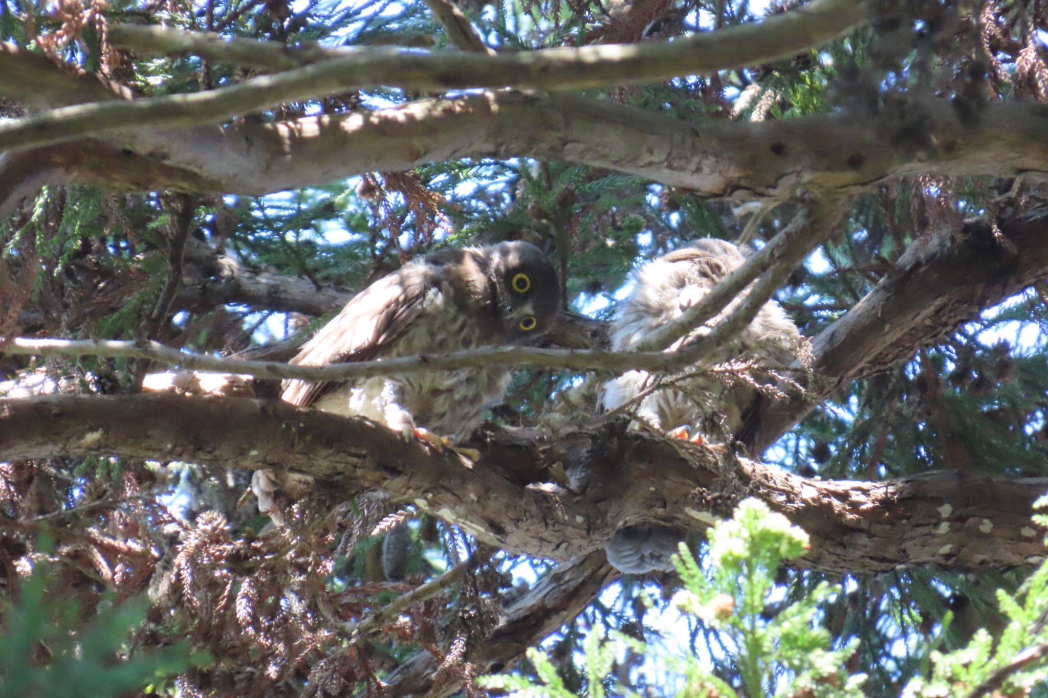 八王子 アオバズクの写真 by ぼん