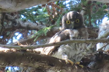 2023年7月30日(日) 八王子の野鳥観察記録