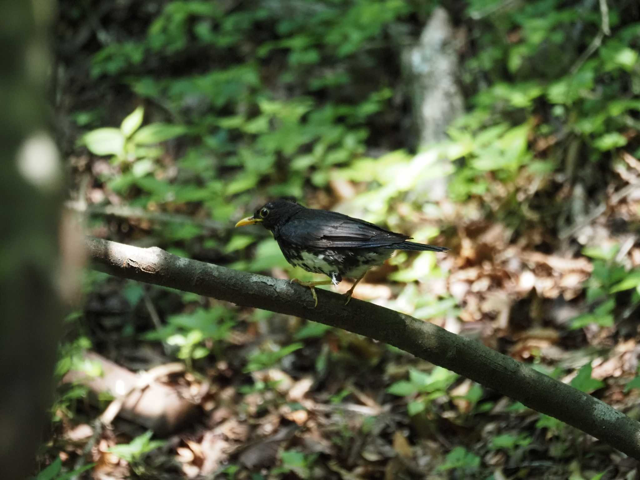 クロツグミ