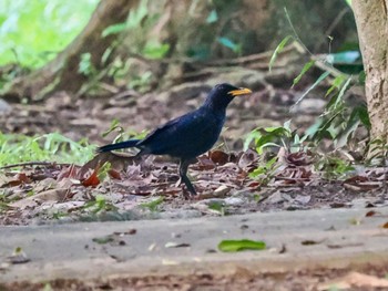 Blue Whistling Thrush Kaeng Krachan National Park Sat, 7/1/2023