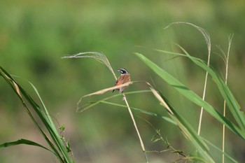 Meadow Bunting 庄内川 Sun, 7/23/2023