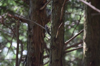 Japanese Pygmy Woodpecker 王滝渓谷 Sun, 7/30/2023